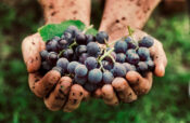 Sipping into Summer: Discover Ibiza’s Wine Renaissance